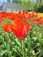Fototapeta premium red and yellow tulips