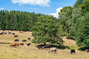 Obraz premium Free range farming of cows, in a meadow with forest