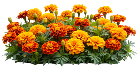Marigold bed featuring an array of vibrant orange and yellow blooms, ideal for repelling garden pests, isolated on white background.AI GENERATED