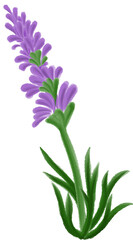 lavender Purple flowers