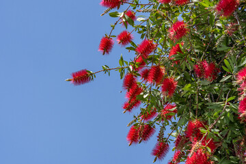 Melaleuca citrina, the common red bottlebrush, crimson bottlebrush, or lemon bottlebrush, is a...