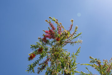 Melaleuca citrina, the common red bottlebrush, crimson bottlebrush, or lemon bottlebrush, is a...