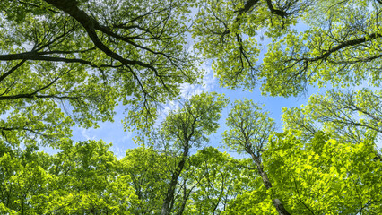 treetops with green lush foliage on clear blue sky background. summer park panorama.