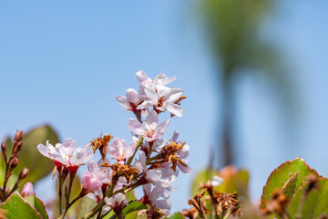 Rhaphiolepis indica, the Indian hawthorn, India hawthorn or Hong Kong hawthorn is an evergreen shrub in the family Rosaceae.  Monterey Park, Los Angeles, California Plants
