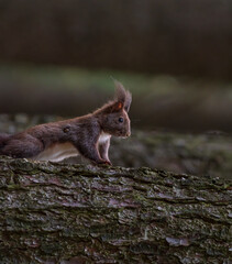 Squirrel on a tree with a tick on its neck.