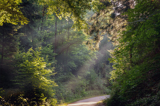 Road in the forest with mystical rays of sunshine. 