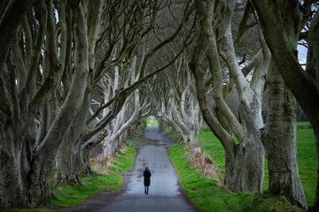Obraz premium A road runs through the Dark Hedges tree tunnel with the woman at sunrise in Northern Ireland, travel concept