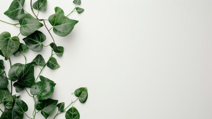 Green leaves, white background.