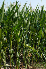Fototapeta premium Green corn field with corn cobs close up.