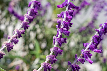 Salvia leucantha, the Mexican bush sage, is a herbaceous perennial plant，Monterey Park, Los Angeles, California Plants