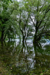 Obraz premium reflection of trees in water after a flooding of the lake
