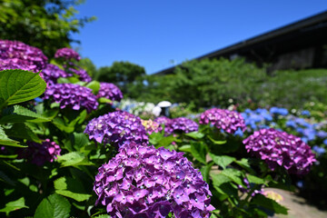 洗川あじさい園と大きなアジサイ