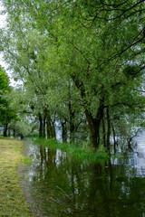 reflection of trees in water after a flooding of the lake