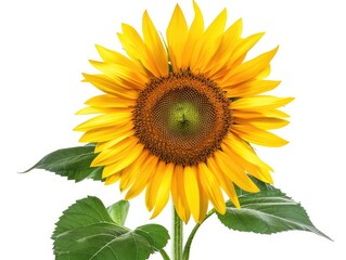 Obraz premium Sunshine Sunflower