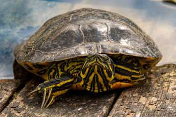 Close-up of an armored turtle, an egg-laying reptile from the order Sauropsida