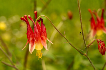 Close-up of the red Canadian columbine (Aquilegia shockleyi). Nectar source for hummingbirds