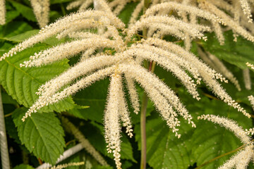 Close-up of the inflorescence of the goat's beard (Aruncus dioicus), an attractive ornamental shrub