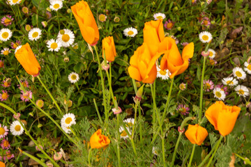 Meadow with orange-colored golden poppy, also called Californian poppy (Eschscholzia californica) and white and pink daisies