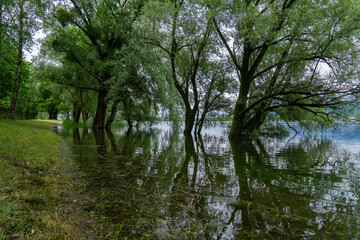 Obraz premium reflection of trees in water after a flooding of the lake