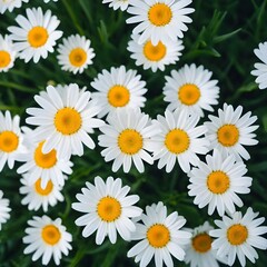 Fototapeta premium daisies