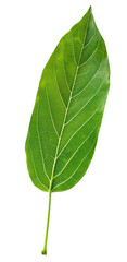 Fototapeta premium Close-up of a single green leaf against a white background, showcasing detailed veins and natural texture.