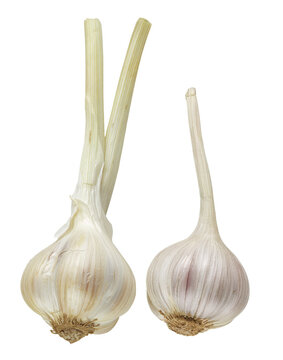 Two fresh garlic bulbs with long stems isolated on a white background, showcasing natural produce and culinary ingredient in close-up.