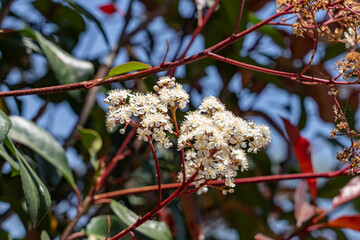 Photinia glabra, the Japanese photinia, is a species in the family Rosaceae. Monterey Park, Los Angeles, California Plants