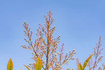 Nandina domestica , nandina, heavenly bamboo or sacred bamboo, is a species of flowering plant in the family Berberidaceae, Monterey Park, Los Angeles, California Plants