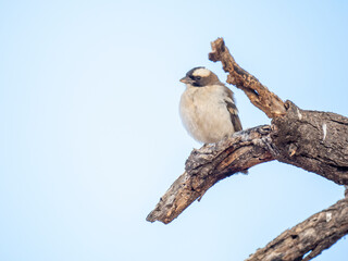 Weißbrauenweber (Plocepasser mahali)
