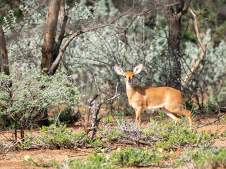Steinböckchen (Raphicerus campestris)