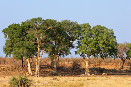 Large African sycamore fig trees (Ficus sycomorus) with impala antelopes, Kruger National Park, South Africa.