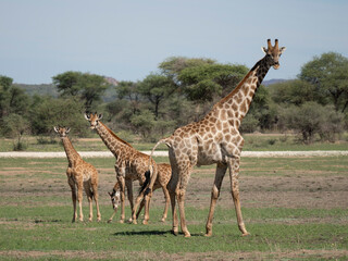 Angola-Giraffe.(Giraffa camelopardalis angolensis)