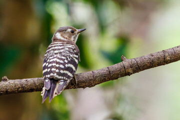 泉で水浴びをする可愛いコゲラ（キツツキ科）。

日本国神奈川県秦野市、弘法山公園、権現山バードサンクチュアリにて。
2022年7月撮影。

A lovely Japanese pygmy woodpecker (Dendrocopos kizuki) bathing in a spring.
