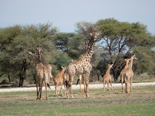 Angola-Giraffe.(Giraffa camelopardalis angolensis)