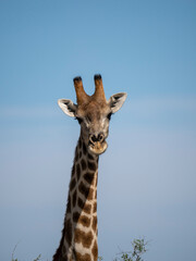Angola-Giraffe.(Giraffa camelopardalis angolensis)