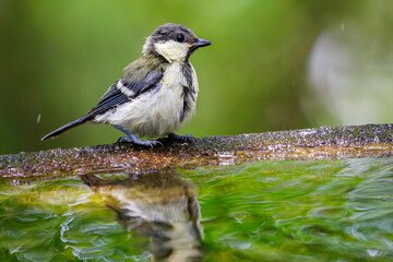 泉で水浴びする可愛いシジュウカラ（シジュウカラ科）の幼鳥。

日本国神奈川県秦野市、弘法山公園、権現山バードサンクチュアリにて。
2022年7月撮影。

A lovely juvenile Japanese Tit (Parus minor) bathing in a spring.
