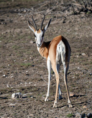 Springbock (Antidorcas)
