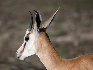 Springbock (Antidorcas)