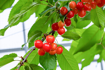 山梨県山梨市のさくらんぼ農園の風景