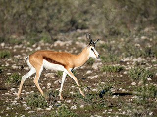 Springbock (Antidorcas)