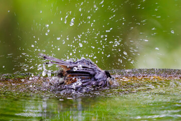 泉で水浴びをする可愛いヤマガラ（シジュウカラ科）。

日本国神奈川県秦野市、弘法山公園、権現山バードサンクチュアリにて。
2022年7月撮影。

A lovely Varied Tit (Sittiparus varius) bathing in a spring.
