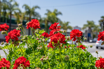 Fototapeta premium Pelargonium × hybridum / elargonium × hortorum, commonly called zonal geranium, garden geranium, is a nothospecies of Pelargonium most commonly used as an ornamental plant. Monterey Park, Los Angeles