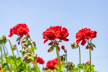 Pelargonium × hybridum / elargonium × hortorum, commonly called zonal geranium, garden geranium, is a nothospecies of Pelargonium most commonly used as an ornamental plant.  Monterey Park, Los Angeles