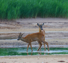 deer in the beach