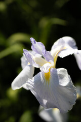 白いハナショウブ