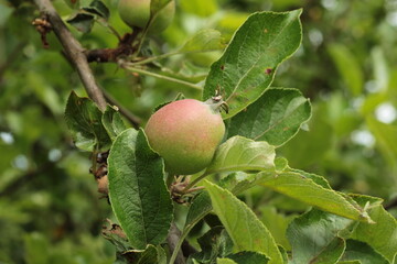 Small apple growing on the apple tree in the beginning of summer