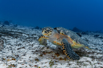 Green turtle in the Caribbean 