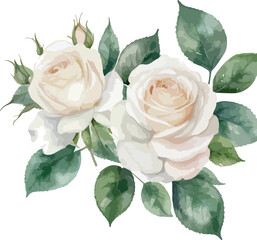 Watercolor white rose flowers, vector illustration