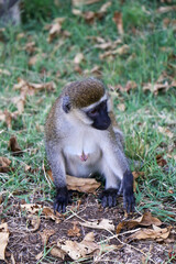 baby baboon sitting on a tree