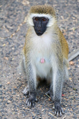 portrait of baboon